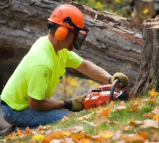 tree services New Mexico